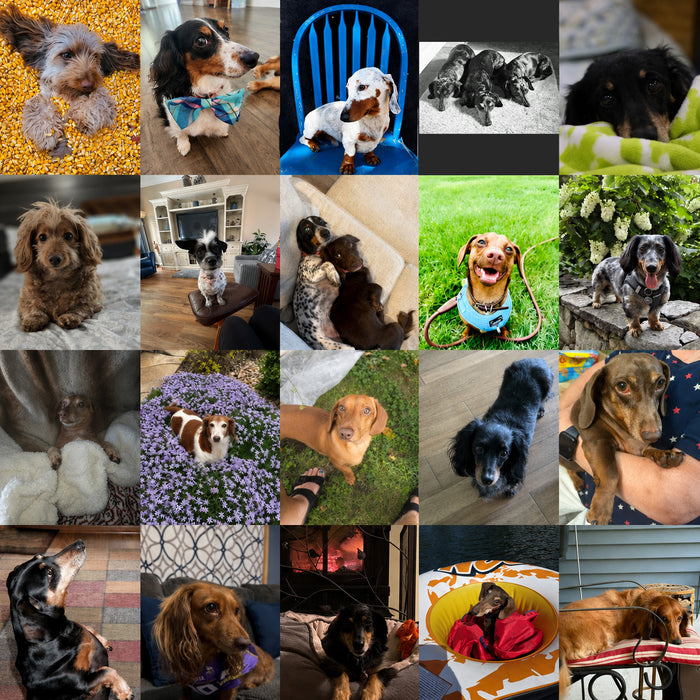 Dogs of the Month