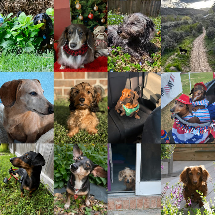 Meet Our Dogs of the Month — May