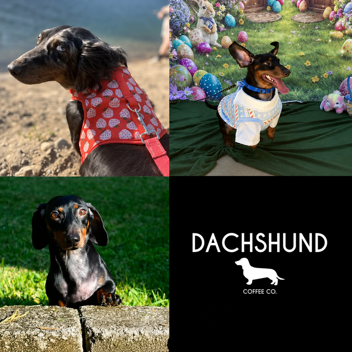 Meet Our Dogs of the Month — June