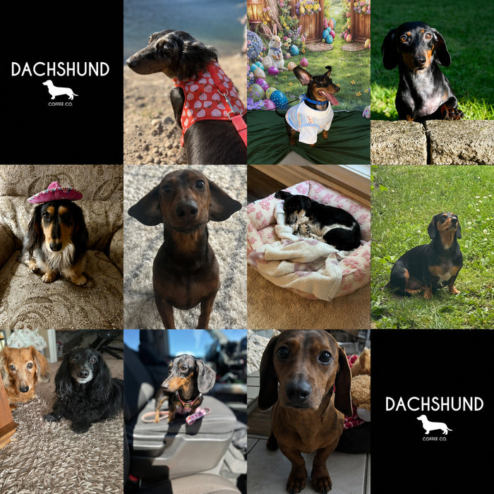 Meet Our Dogs of the Month — June