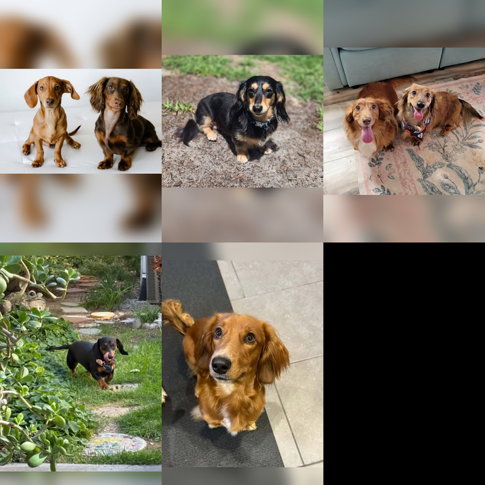 Meet Our Dogs of the Month — November 2026