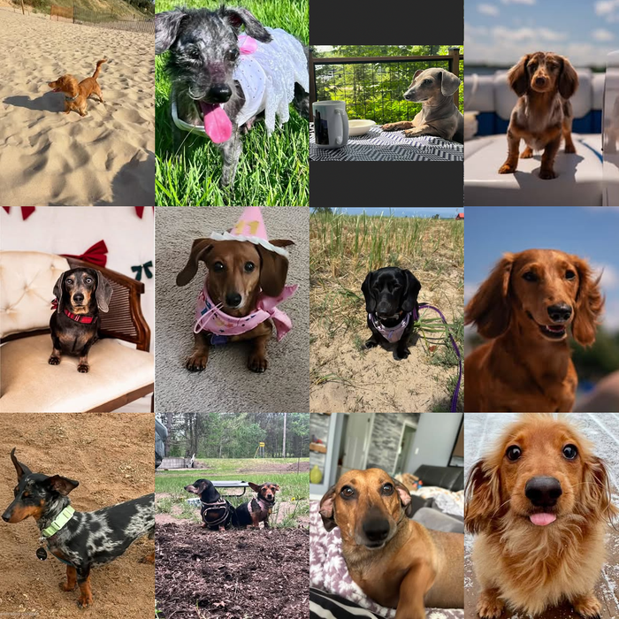 Meet Our Dogs of the Month — September 2026