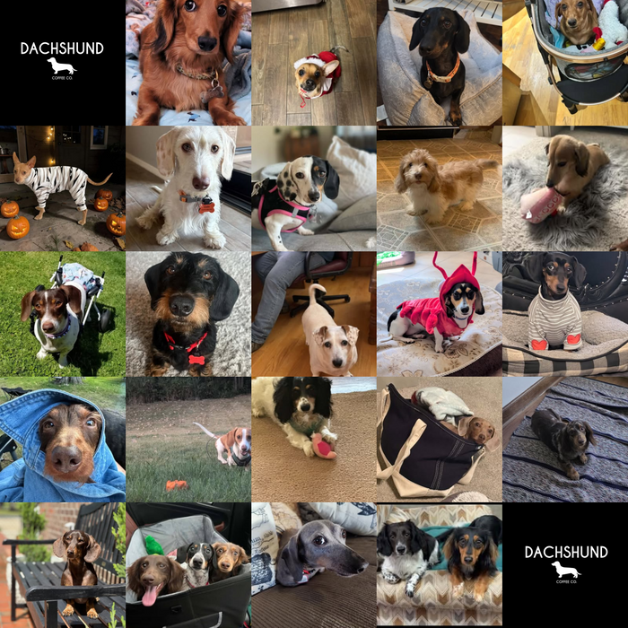 Dogs of the Month
